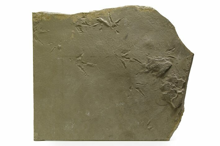 Fossil Bird (Avipeda) Track Plate - Green River Formation, Utah #352258